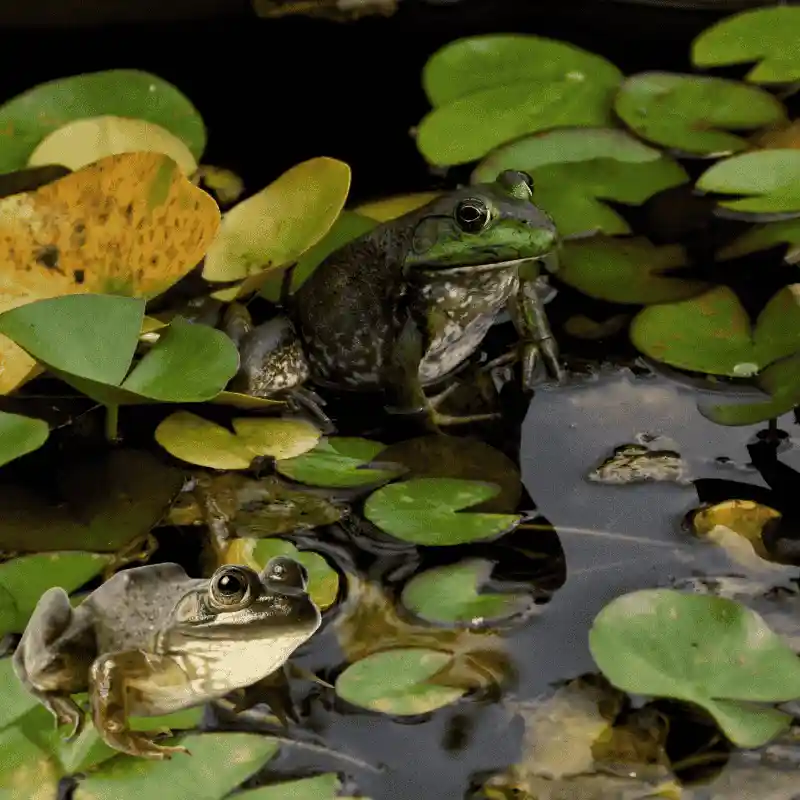 craved-科学养殖经验